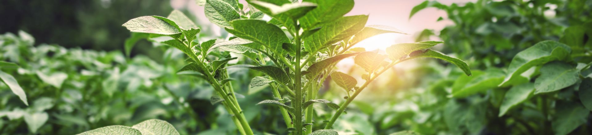 Overname Royal ZAP Header