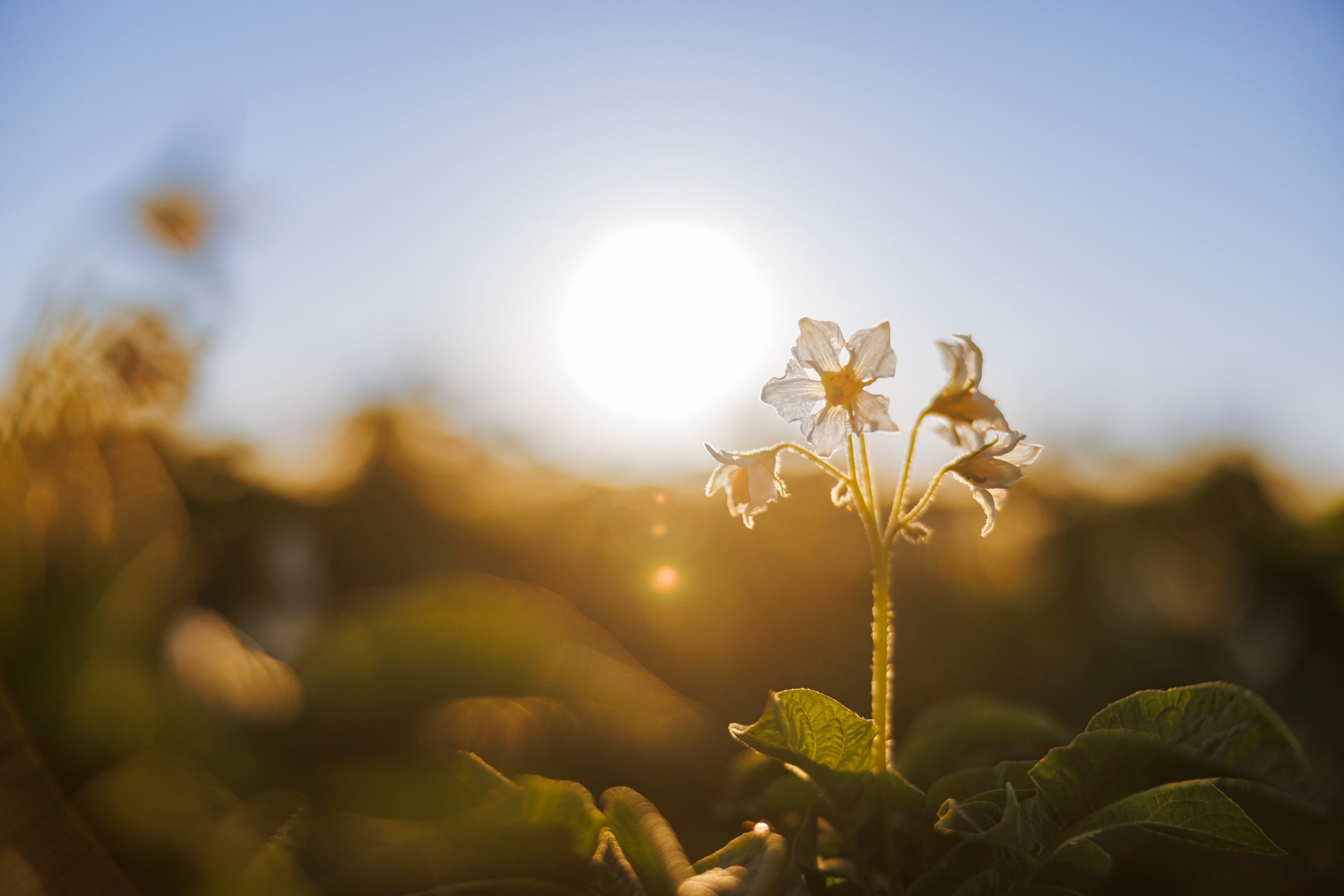 Potato flowers at sunrise Emslandstarke