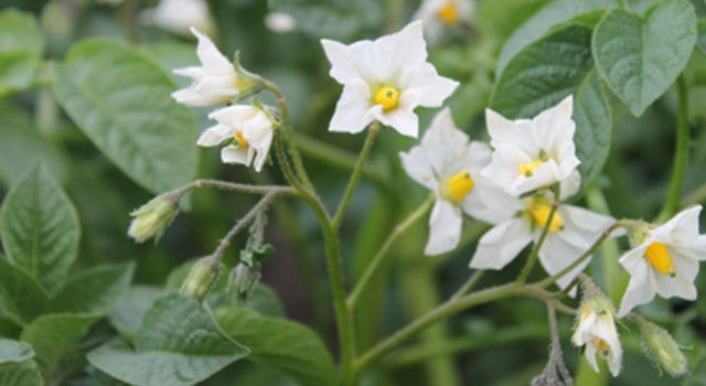 Smaragd Bloem