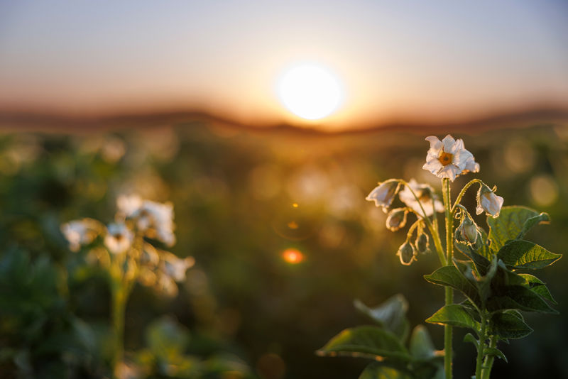 006 Emslandstärke Berndhempen Fotografie Web