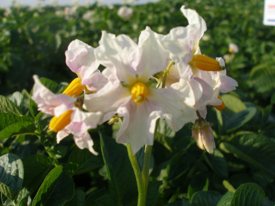 Serum Star Bloem