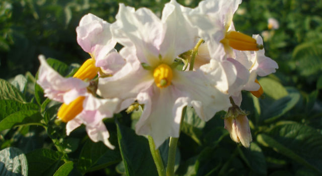 Serum Star Bloem