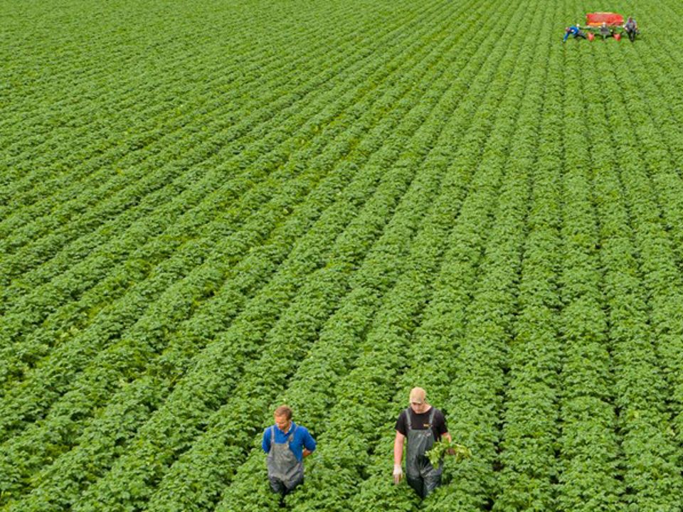 Klaas Eissens Av Producties Agrico Smits Selectie Fontane 17 06 20 2