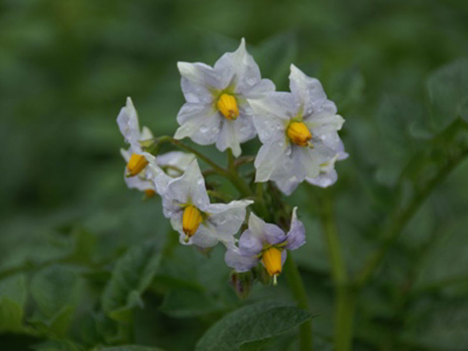 Sofista Bloem