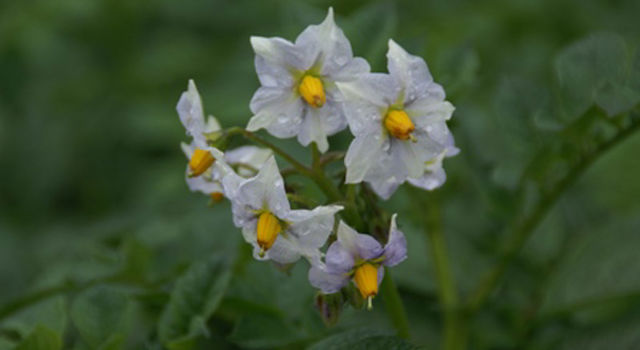 Sofista Bloem