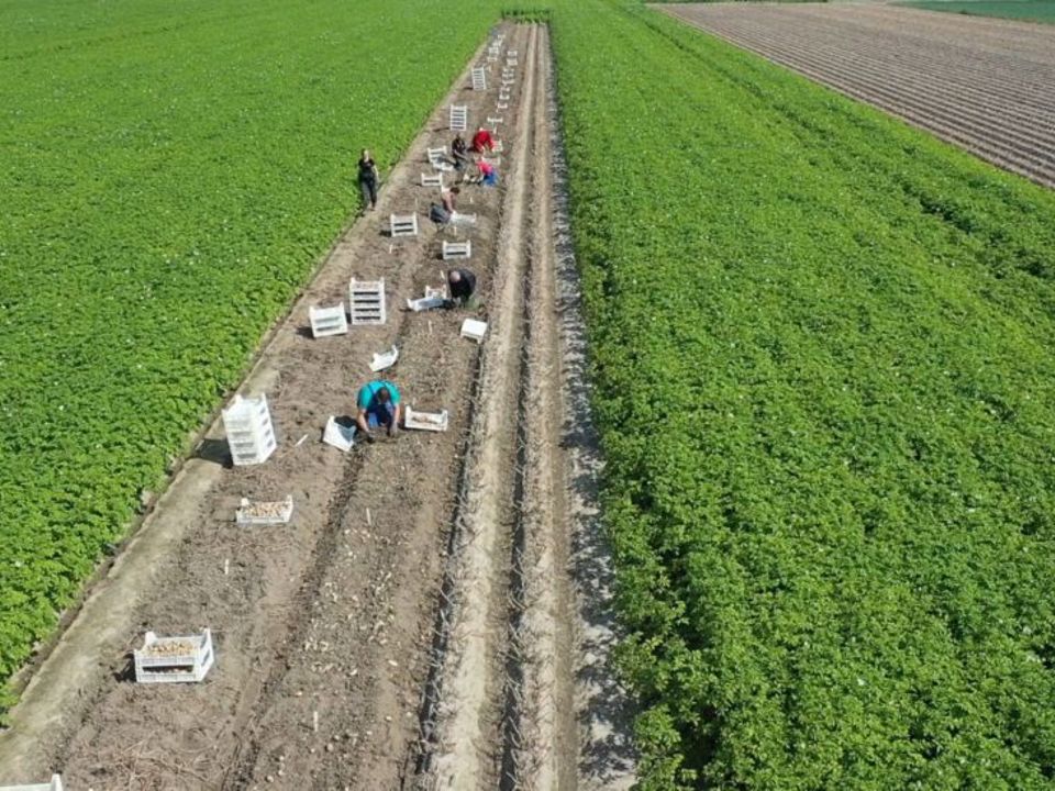 Proefveld Nagele Semagri Holland 830X550 1