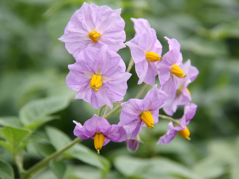 20 09 13 Kweekproces Agrico Research 0034